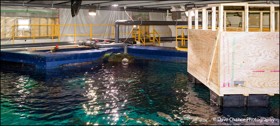 Shark Tank Repair