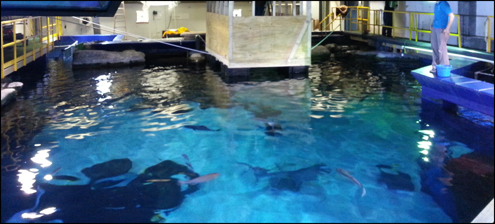 Shark Tank Repair