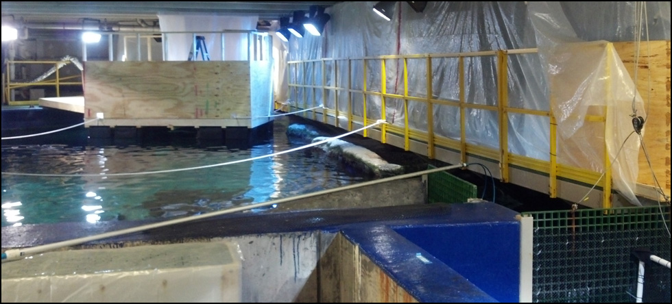 Shark Tank Repair