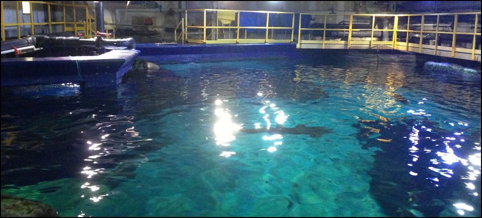 Shark Tank Repair